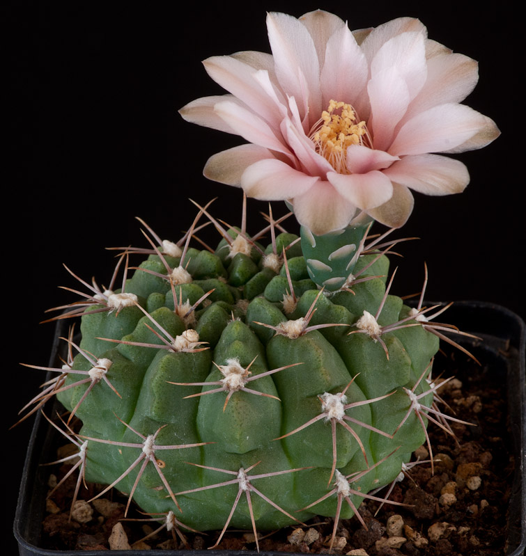 Gymnocalycium sp